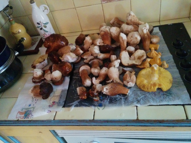 cèpe